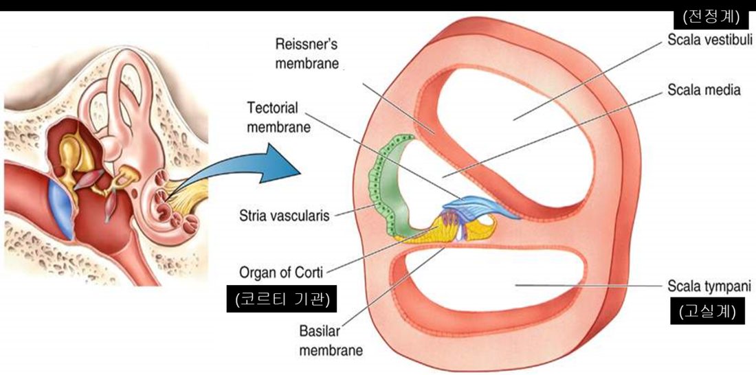 내이 단면 — 코르티 기관과 기저막 구조